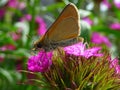 Golden butterfly on a flower Royalty Free Stock Photo