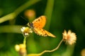 Golden butterfly landing on small white flower Royalty Free Stock Photo