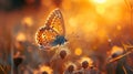 Golden Butterfly in Sunset Glow on Wild Grass Meadow - Artistic Macro Image of Living Wildlife in Golden Sun Rays