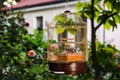 A golden cage with parrots in the courtyard of a country house. lovebirds Royalty Free Stock Photo