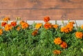 Golden calendula officinalis or orange marigold flowers and green leaves, marigolds bloom at the wooden brown wall, in the garden Royalty Free Stock Photo