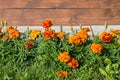 Golden calendula officinalis or orange marigold flowers and green leaves, marigolds bloom at the wooden brown wall, in the garden Royalty Free Stock Photo