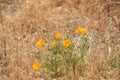 Golden California Poppies in a field of dried grass