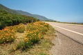 Golden California Poppies flowers on the side of scenic route