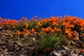 Golden California poppy and the blue sky