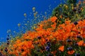 Golden California poppy and the blue sky