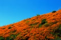 Golden California poppy and the blue sky