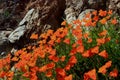Golden California poppy flower field, Walker Canyon Royalty Free Stock Photo