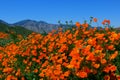 Golden California poppy flower field, Walker Canyon Royalty Free Stock Photo