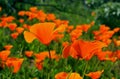 Golden California poppy flower field, Walker Canyon Royalty Free Stock Photo