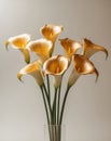 Golden Calla Lilies on Neutral Background Royalty Free Stock Photo