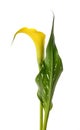 Golden calla lily Royalty Free Stock Photo