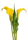 Golden calla lily Royalty Free Stock Photo