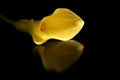 Golden Calla Lily, Reflected Royalty Free Stock Photo
