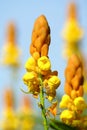 Golden Candlesticks flowers Royalty Free Stock Photo