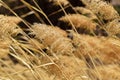 Golden cane flowers Royalty Free Stock Photo