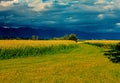 Golden Canola Crop