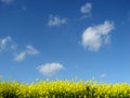 golden canola field Royalty Free Stock Photo