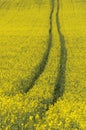 Golden canola field Royalty Free Stock Photo