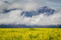 Golden Canola field at the base of a mist draped mountain Royalty Free Stock Photo