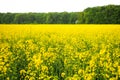 Golden Canola field Royalty Free Stock Photo