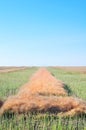 Golden canola field Royalty Free Stock Photo