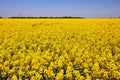 Golden canola flower field Royalty Free Stock Photo