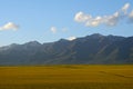 Golden canola flower fields