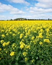 Golden canola flowers