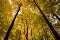 Golden canopy in forest. Royalty Free Stock Photo