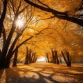 Golden canopy of leaves in fall