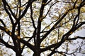 Golden Canopy: Sunlit Branches Adorned with Yellow Leaves