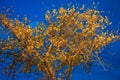 golden canopy tree on blue background in high contrast image and color saturation