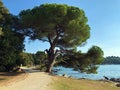 Golden Cape Forest Park Zlatni rt, Rovinj Rovigno - Istria, Croatia / Park ÃÂ¡uma Zlatni rt Punta corrente, Rovinj - Istra Royalty Free Stock Photo