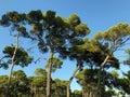 Golden Cape Forest Park Zlatni rt, Rovinj Rovigno - Istria, Croatia / Park ÃÂ¡uma Zlatni rt Punta corrente, Rovinj - Istra Royalty Free Stock Photo