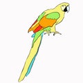 Golden the Caribbean parrot sitting. vector illustration