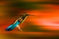 Golden carneval humming bird Royalty Free Stock Photo