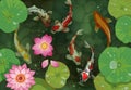 Golden carp background. Traditional pond with koi fish and lotus leaves. Water lily flowers and swimming goldfish. Aquatic plants Royalty Free Stock Photo