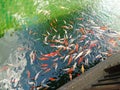 Golden carps and koi fishes in the pond. Yellow, orange, black fish in Chinese pond. Clear water of traditional Chinese ponds in Royalty Free Stock Photo