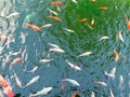 Golden carps and koi fishes in the pond. Yellow, orange, black fish in Chinese pond. Clear water of traditional Chinese ponds in Royalty Free Stock Photo