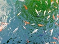 Golden carps and koi fishes in the pond. Yellow, orange, black fish in Chinese pond. Clear water of traditional Chinese ponds in Royalty Free Stock Photo