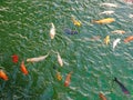 Golden carps and koi fishes in the pond. Yellow, orange, black fish in Chinese pond. Clear water of traditional Chinese ponds in Royalty Free Stock Photo