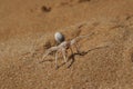 Golden Cartwheeling Spider