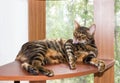 Golden cat breed toyger washes, lying on wooden shelf