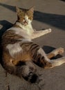 the golden cat, one of the rare breeds of domestic cat that was born as a result of crossing a Persian cat and local cat.