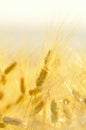 Golden cereal field Royalty Free Stock Photo