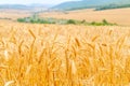 Golden cereal field closeup