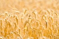 Golden cereal field closeup Royalty Free Stock Photo