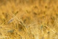 Golden cereal field closeup Royalty Free Stock Photo