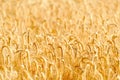 Golden cereal field closeup Royalty Free Stock Photo